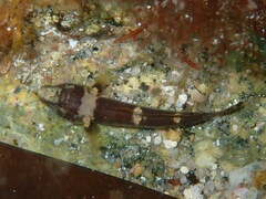 Chromogobius quadrivittatus