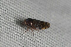 Xestocephalus