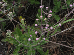 Senecio purpureus