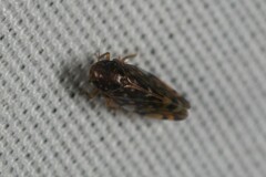 Xestocephalus