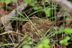 Crotalus oreganus oreganus
