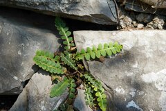 Asplenium ceterach