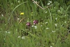 Anacamptis papilionacea