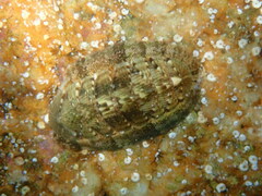 Rhyssoplax olivacea