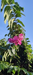 Lagerstroemia speciosa