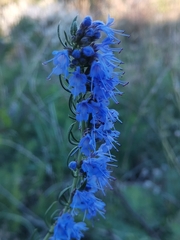 Hyssopus officinalis