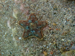 Asterina gibbosa