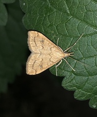 Udea profundalis