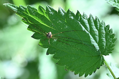Dicranopalpus ramosus