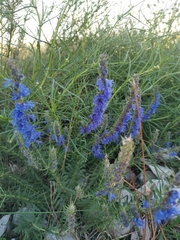 Hyssopus officinalis