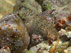 Parablennius sanguinolentus