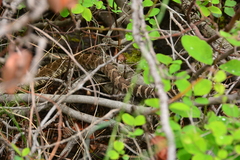 Crotalus oreganus oreganus