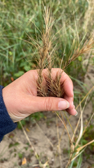 Elymus canadensis