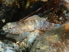 Gobius incognitus