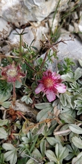 Potentilla nitida