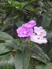 Brunfelsia