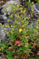 Potentilla asperrima