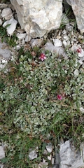 Potentilla nitida