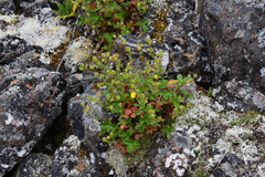 Potentilla asperrima