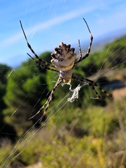 Argiope lobata