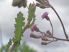 Senecio purpureus