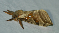 Sthenopis argenteomaculatus