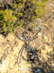 Argiope lobata