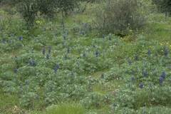 Lupinus pilosus