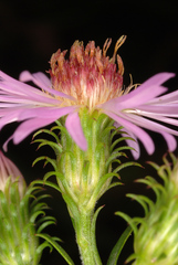 Symphyotrichum elliottii