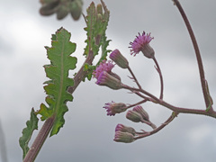 Senecio purpureus