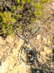 Argiope lobata