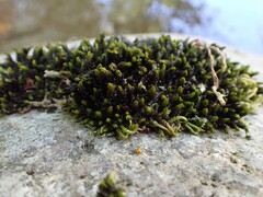 Scouleria aquatica