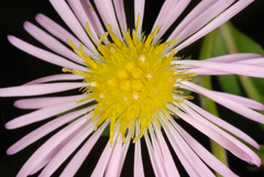 Symphyotrichum elliottii