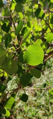 Betula occidentalis