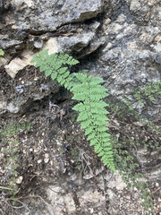 Myriopteris alabamensis