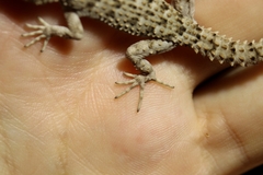 Mediodactylus kotschyi