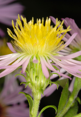 Symphyotrichum elliottii