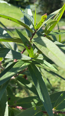 Diabrotica undecimpunctata