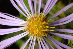 Symphyotrichum elliottii