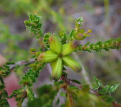 Diosma echinulata
