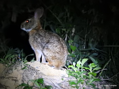 Sylvilagus brasiliensis