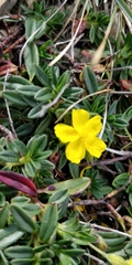 Helianthemum