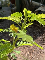 Aeschynomene fluitans