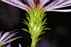 Symphyotrichum elliottii