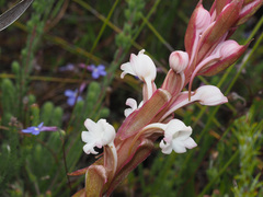 Satyrium acuminatum