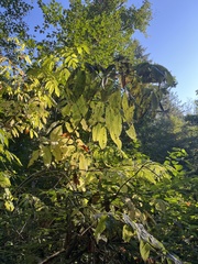 Fraxinus latifolia