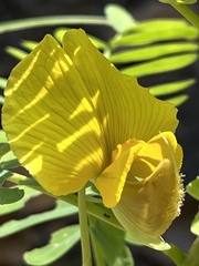 Aeschynomene fluitans