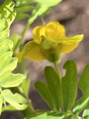 Aeschynomene fluitans