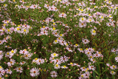 Symphyotrichum elliottii