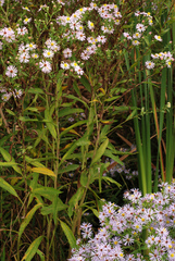 Symphyotrichum elliottii